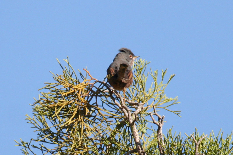 Tristram's Warbler (Curruca deserticola) Male - Morocco - Asni