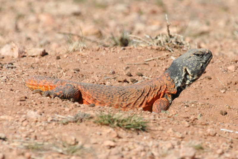 Reptiles, amphibians and other wildlife of Morocco