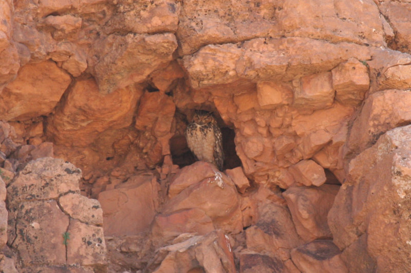 Pharaoh Eagle-Owl (Bubo ascalaphus) male adult - Morocco - Anti Atlas