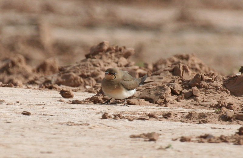 Collared Pratincole (Glareola pratincola) Morocco - Ouarzazate