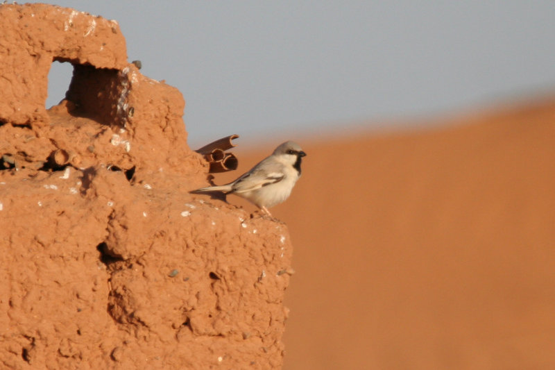 Desert Sparrow (Passer simplex) Male - Morocco, Région de Merzouga
