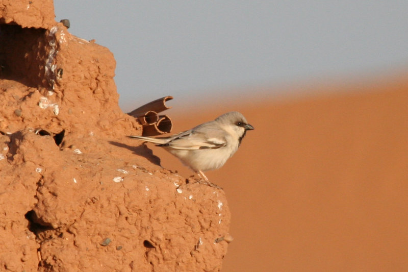Desert Sparrow (Passer simplex) Male - Morocco, Région de Merzouga