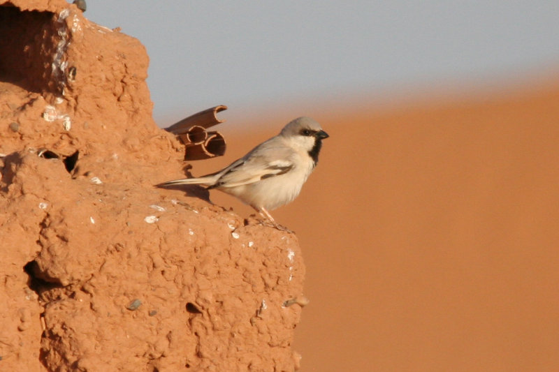 Passeriformes: Passeridae - Old World Sparrows, Snowfinches