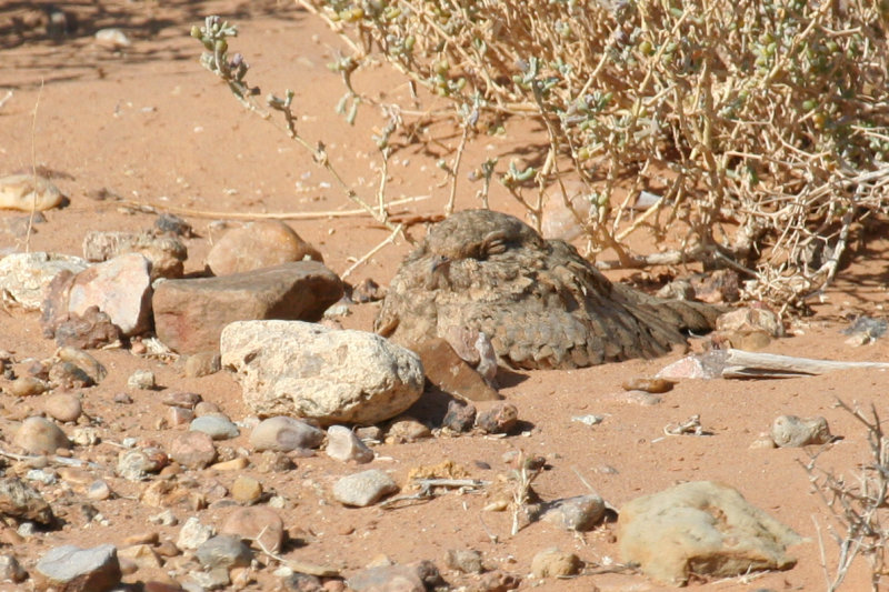 Egyptian Nightjar (Caprimulgus aegyptius) Morocco - Région de Merzouga
