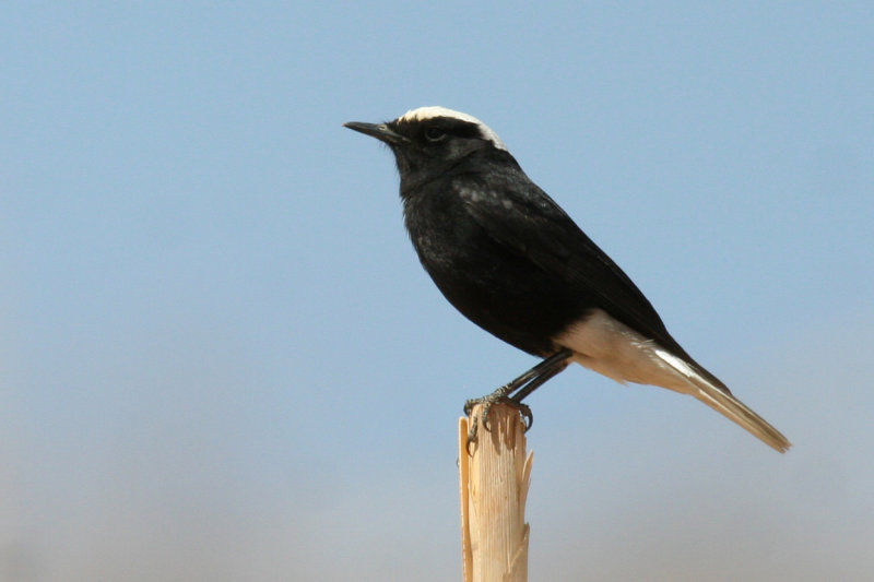 Wheatears and allies of Morocco