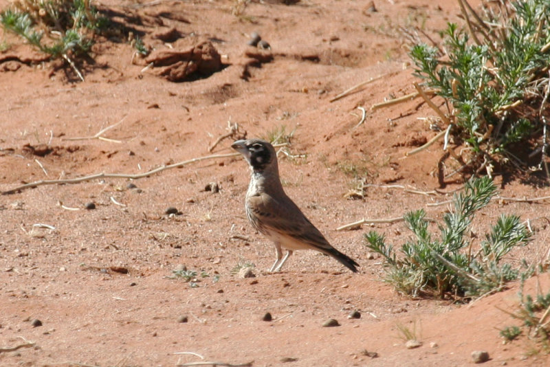 Thick-billed Lark (Ramphocoris clotbey) Male - Morocco - Boumalne Dades