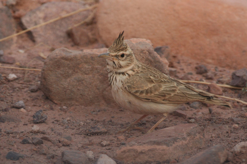 Maghreb Crested Lark (Galerida cristata macrorhyncha) Morocco - Tarmigt 