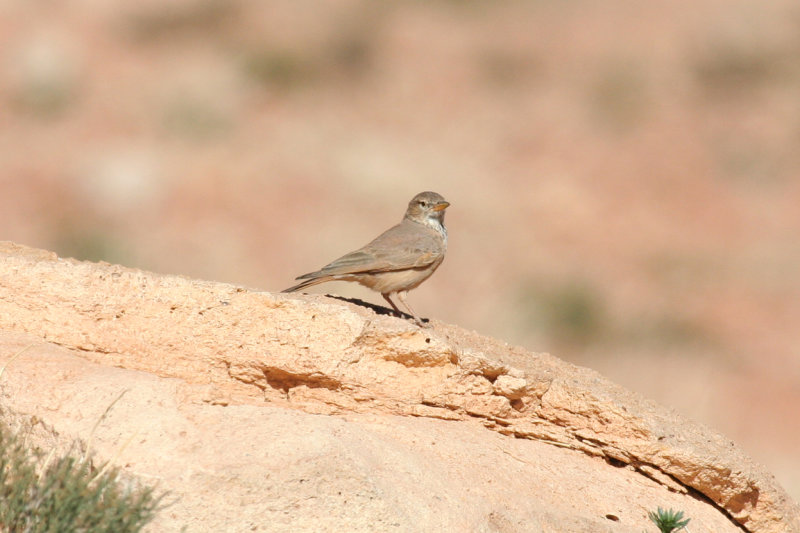 Desert Lark (Ammomanes deserti) Morocco - Imide