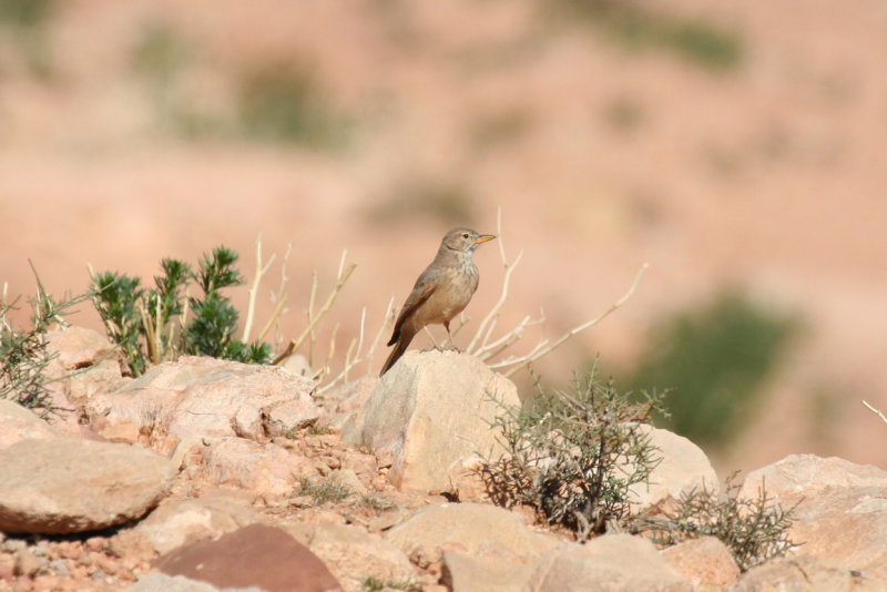 Desert Lark (Ammomanes deserti) Morocco - Imide