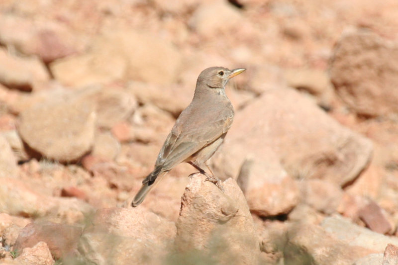 Desert Lark (Ammomanes deserti) Morocco - Imide