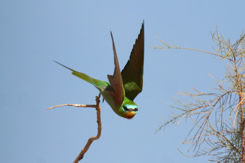 Blue-cheeked Bee-eater (Merops persicus chrysocercus) Morocco - Rissani