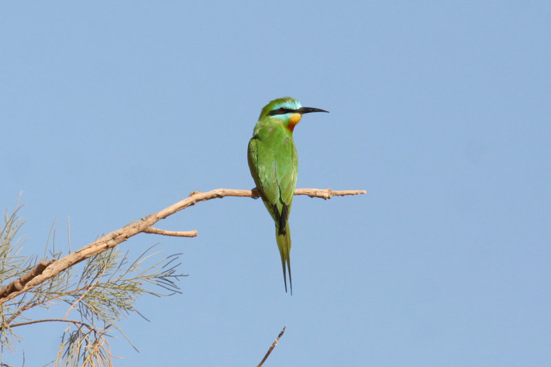 Blue-cheeked Bee-eater (Merops persicus chrysocercus) Morocco - Rissani