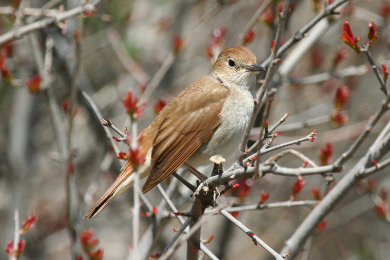 Common Nightingale (Luscinia megarhynchos) Morocco - Zerkten