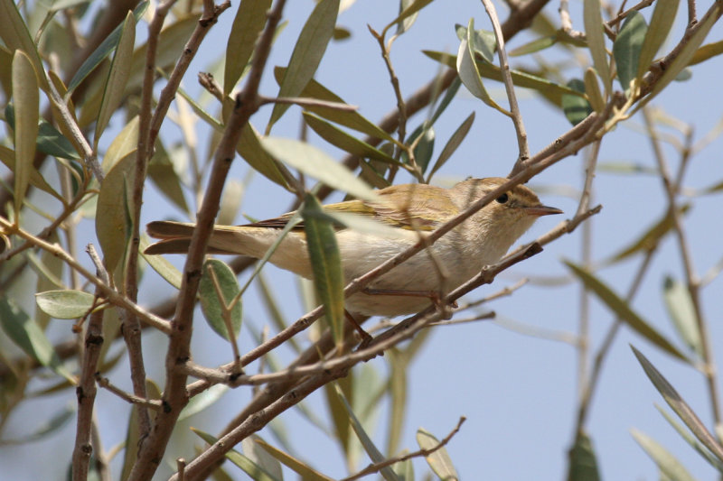 Western Bonelli's Warbler (Phylloscopus bonelli) Morocco - Marrakech