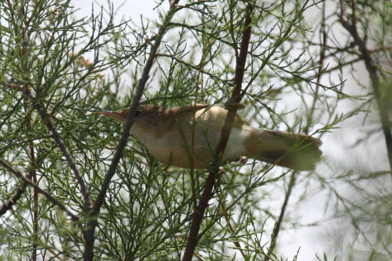Western Olivaceous Warbler (Iduna opaca) Morocco - Massa