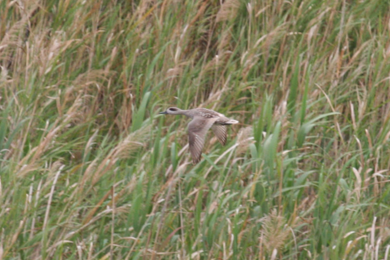 Marbled Duck (Marmaronetta angustirostris) Morocco - Massa