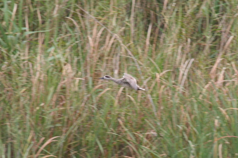 Marbled Duck (Marmaronetta angustirostris) Morocco - Massa