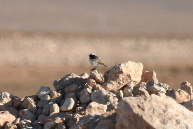 Red-rumped Wheatear (Oenanthe moesta) Male - Morocco - Tagdilt Track