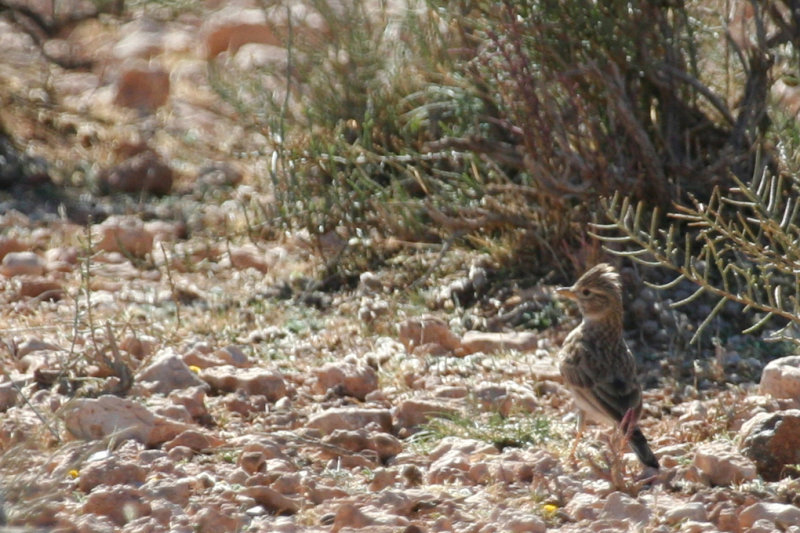 Lesser Short-toed Lark (Alaudala rufescens) Morocco - Tagdilt Trac