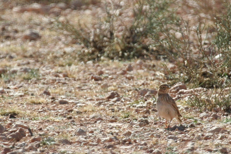 Lesser Short-toed Lark (Alaudala rufescens) Morocco - Tagdilt Trac