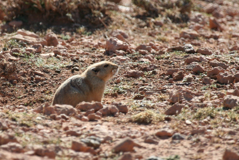 Fat Sand Rat (Psammomys obesus) Morocco - Tagdilt Track
