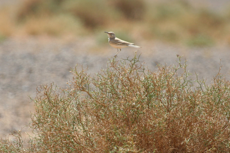 Greater Hoopoe-Lark (Alaemon alaudipes) Morocco - Région de Merzouga