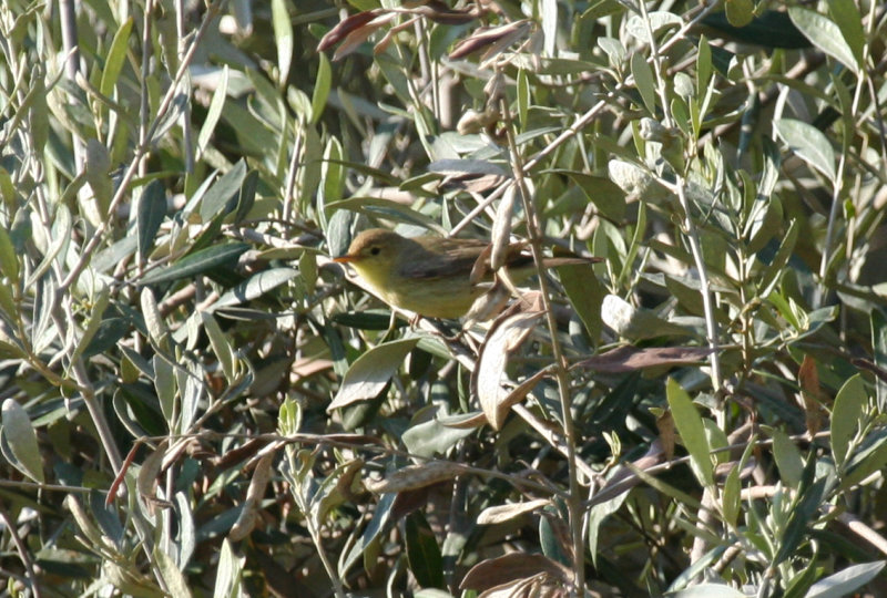 Melodious Warbler (Hippolais polyglotta) Morocco - Marrakech