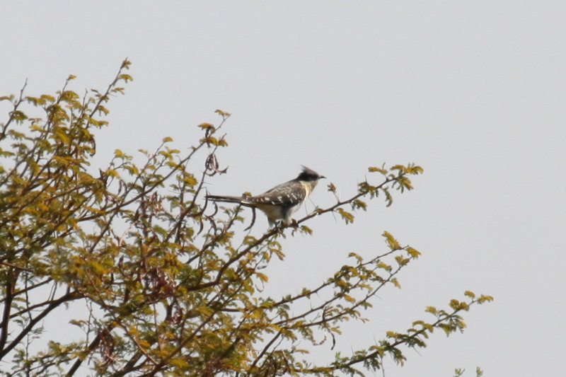 Great Spotted Cuckoo (Clamator glandarius) Morocco - Ait Faska