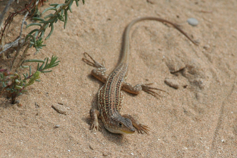 Acanthodactylus margaritae - Morocco - Tamri