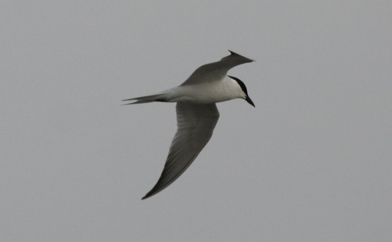 Gull-billed Tern (Gelochelidon nilotica) Morocco - Agadir
