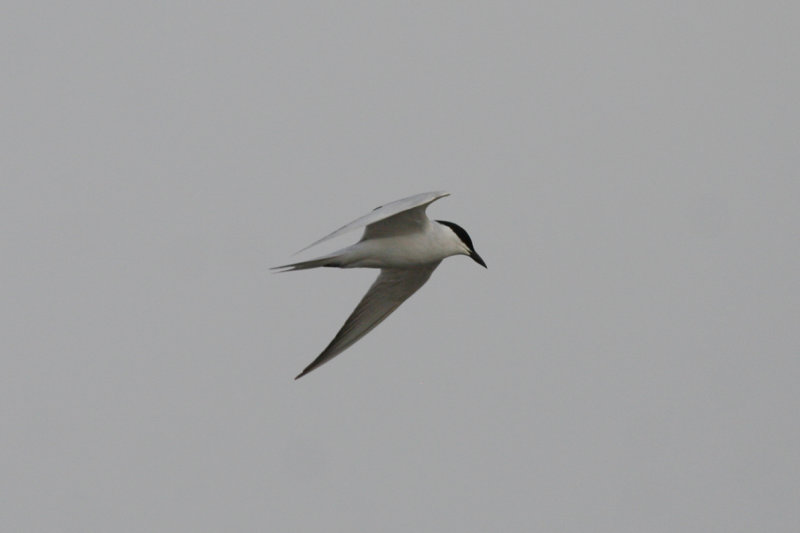 Gull-billed Tern (Gelochelidon nilotica) Morocco - Agadir