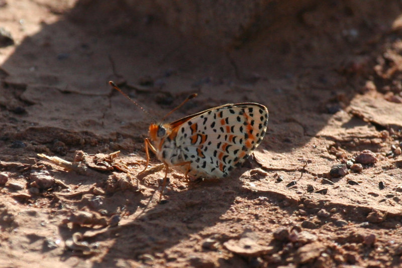 Spotted Fritillary (Melitaea didyma) Morocco - Ouarzazate