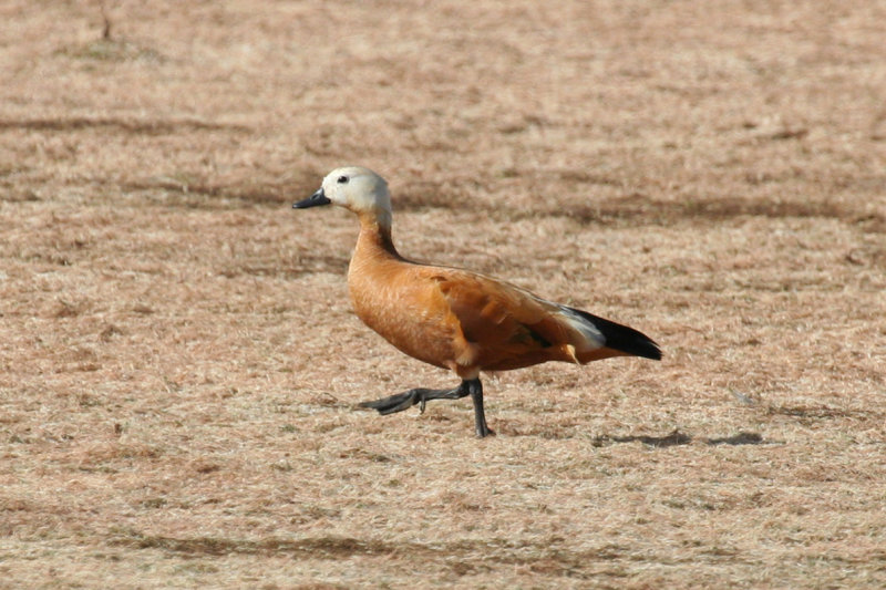 Ruddy Shelduck (Tadorna ferruginea) Morocco - Ouarzazate, Petit Barrage