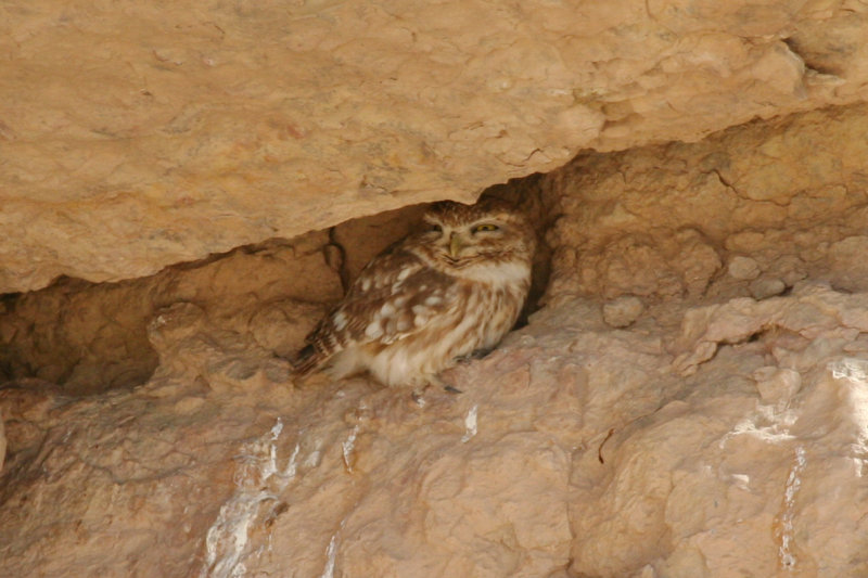 Little Owl (Athene noctua glaux) Morocco - Rissani