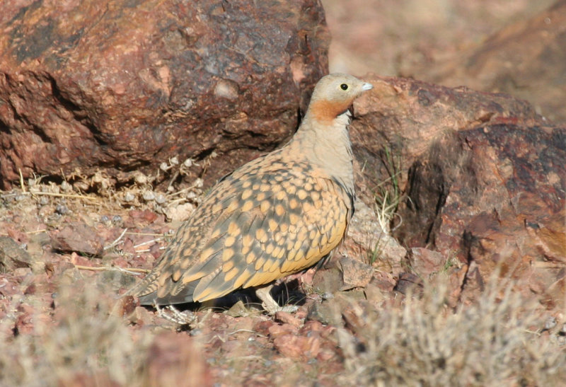 Black-bellied Sandgrouse (Pterocles orientalis) Male - Morocco - Imider