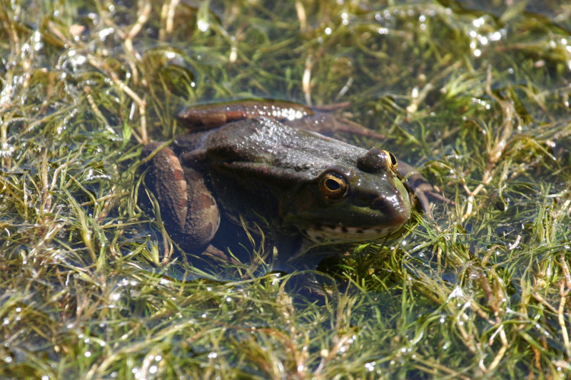 Sahara Frog (Pelophylax saharicus) Morocco - Imide