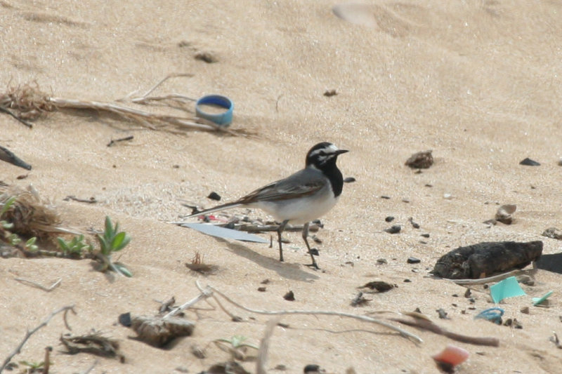 Moroccan Wagtail (Motacilla alba subpersonata) Morocco - Tamri estuary