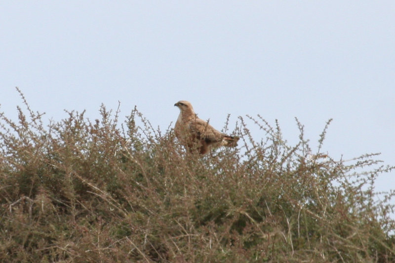 Long-legged Buzzard ssp cirtensis (Buteo rufinus cirtensis) Morocco - Tamri