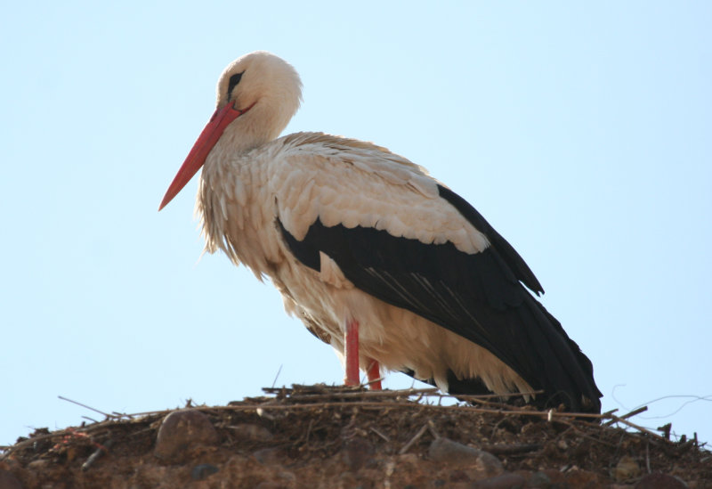 White Stork (Ciconia ciconia) Morocco - Marrakech