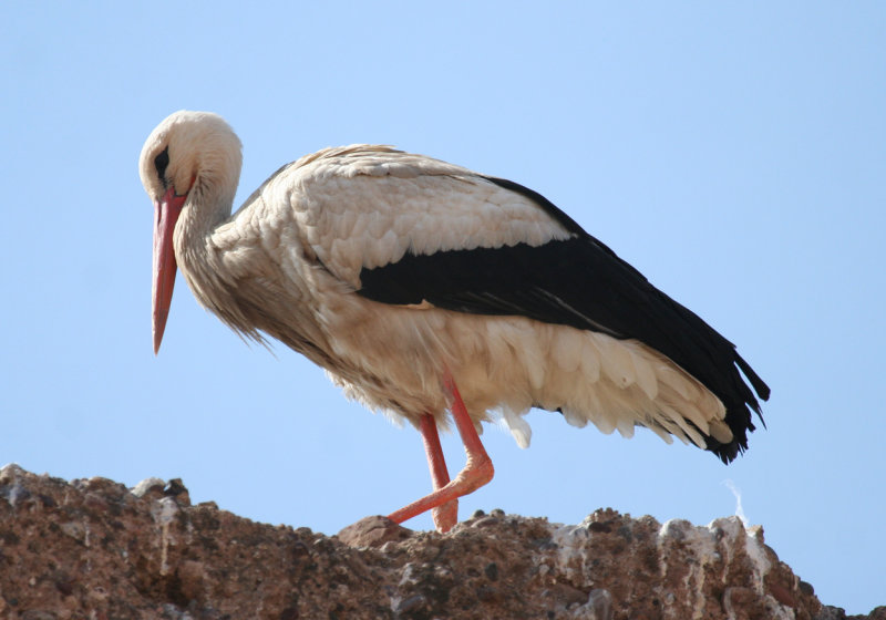 White Stork (Ciconia ciconia) Morocco - Marrakech