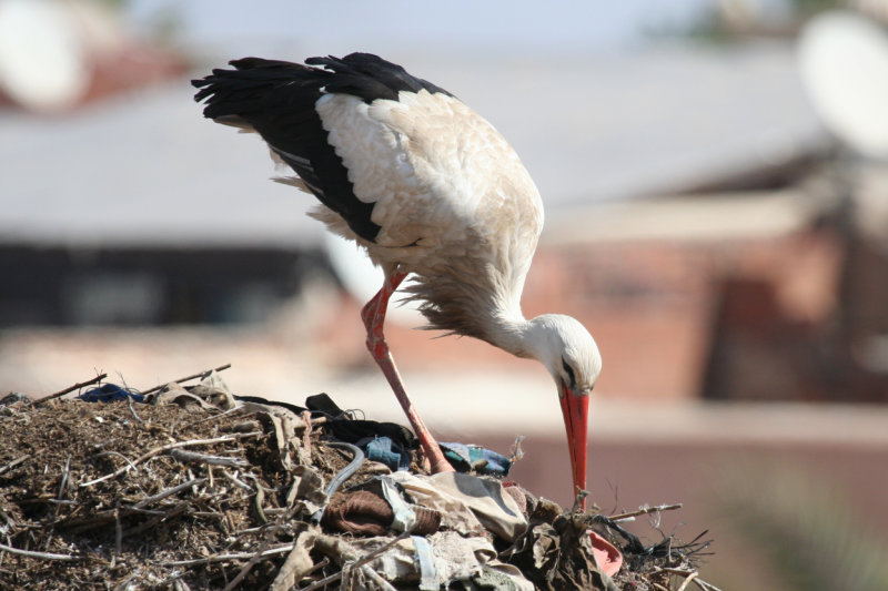 White Stork (Ciconia ciconia) Morocco - Marrakech