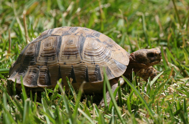 Greek or Mediterranean Spur-thighed tortoise Tortoise (Testudo graeca) Morocco - Mechouar Kasba