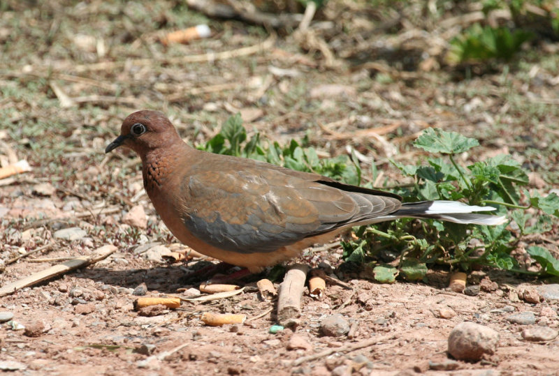 Laughing Dove (Spilopelia senegalensis) Morocco - Marrakech
