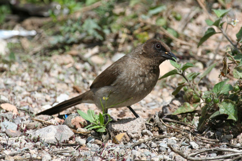 Common Bulbul (Pycnonotus barbatus) Morocco - Marrakech