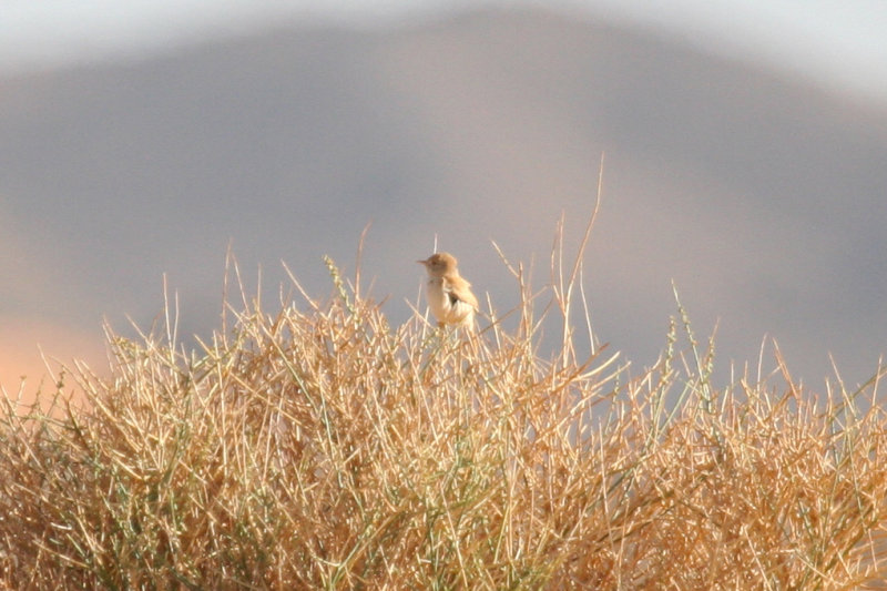 African Desert Warbler (Curruca deserti) Morocco - Région de Merzouga