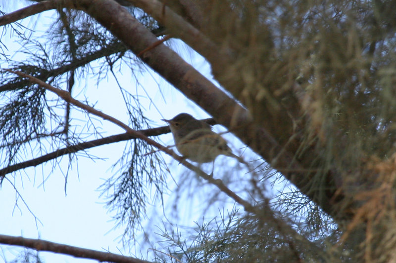 Saharan Olivaceous Warbler (Iduna pallida reiseri) Morocco - Rissani