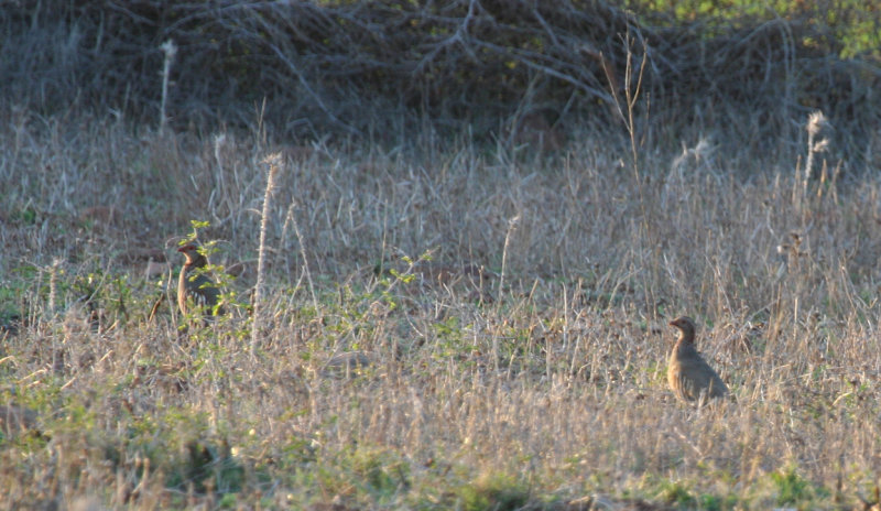 Barbary Partridge (Alectoris barbara) Morocco - Dar Jamaa