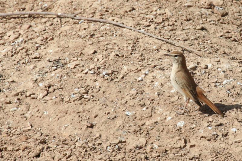 Rufous-tailed Scrub Robin (Cercotrichas galactotes) 