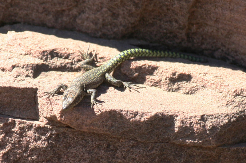 Moroccan Rock Lizard (Scelarcis perspicillata) Morocco - Oukaïmedene