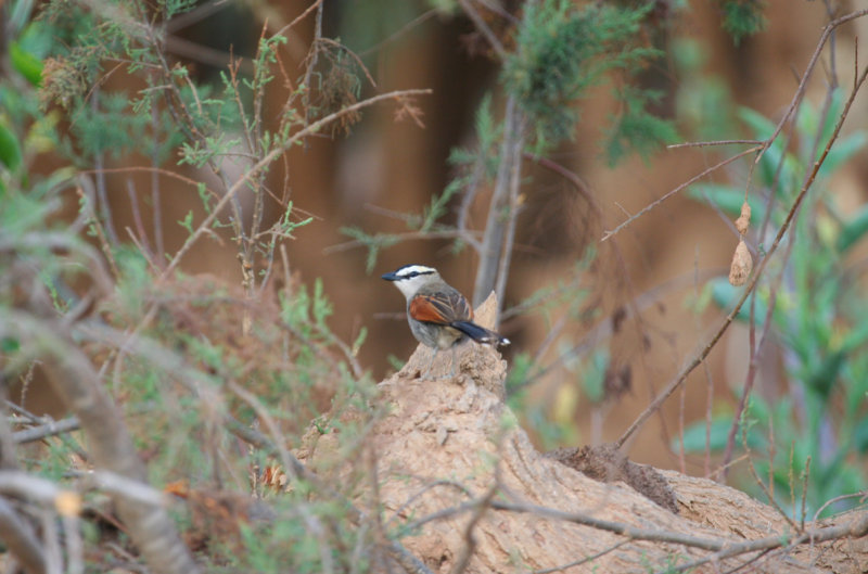 Black-crowned Tchagra (Tchagra senegalus) Morocco - Massa